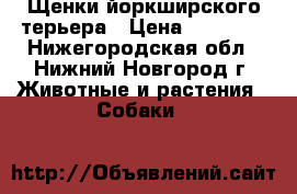 Щенки йоркширского терьера › Цена ­ 25 000 - Нижегородская обл., Нижний Новгород г. Животные и растения » Собаки   